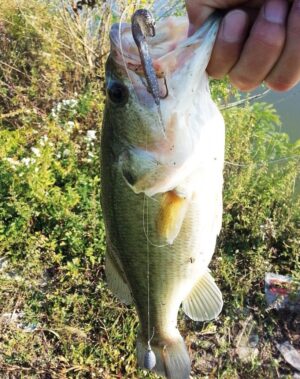 Bass Rods